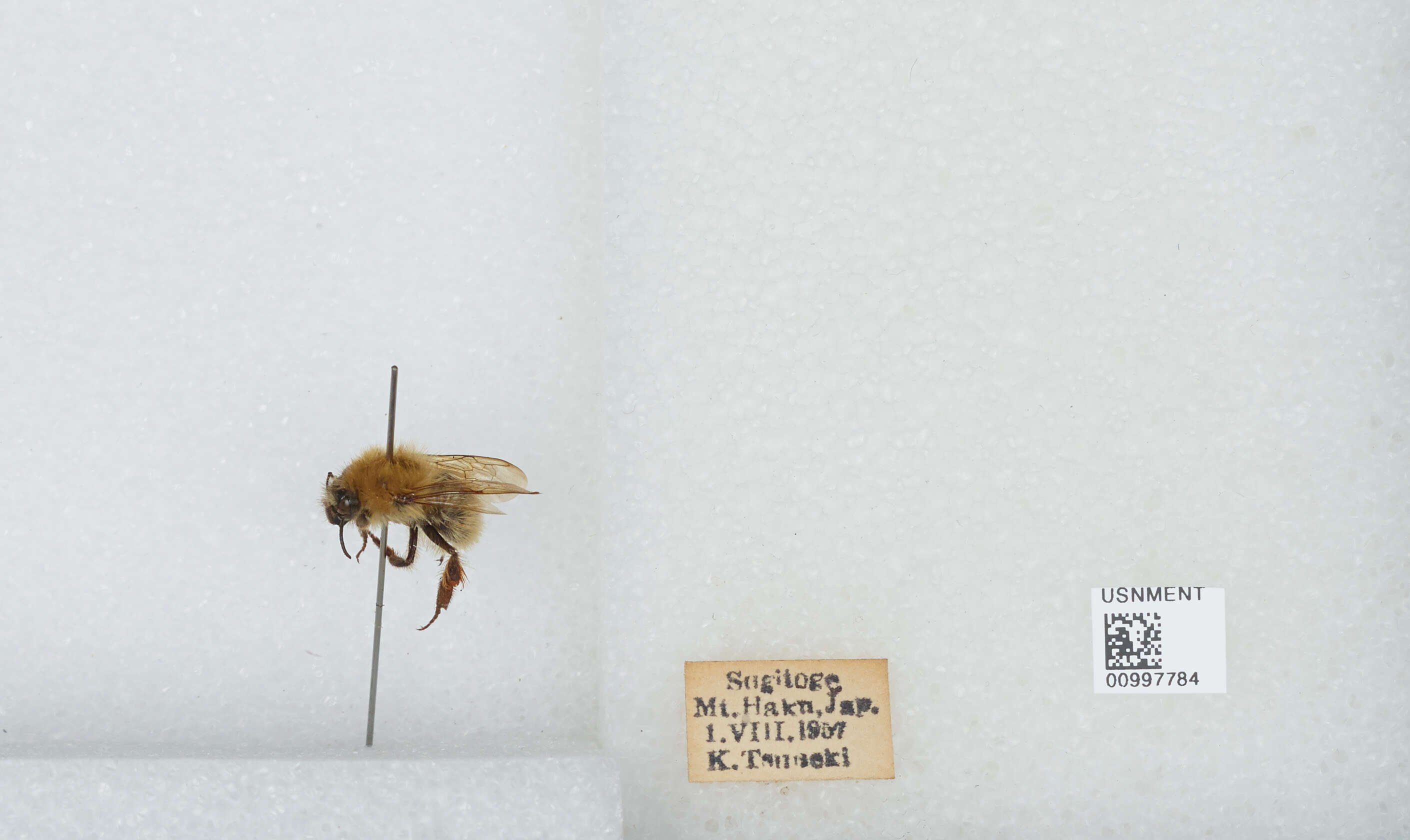 Imagem de Bombus diversus Smith 1869