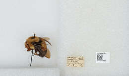 Слика од Bombus affinis Cresson 1864