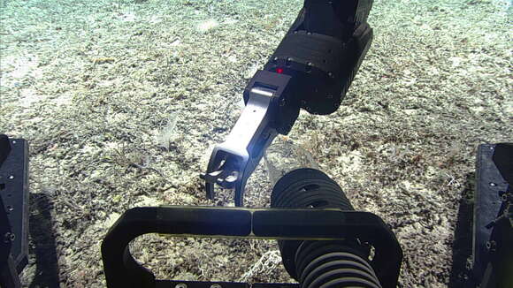 Image of Deep Sea Sponge