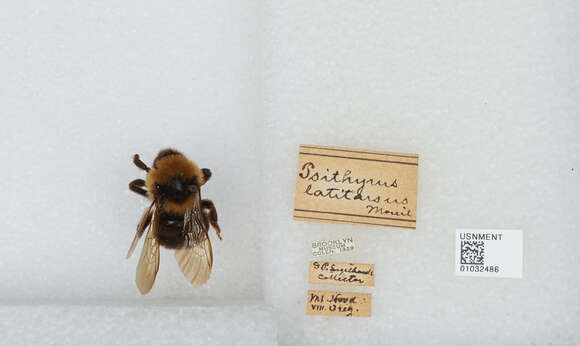 Image of Suckley Cuckoo Bumble Bee