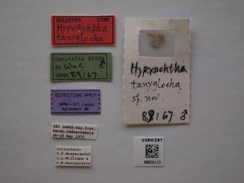 Image of Hyperochtha tanyglocha Wu & Park 1999