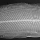 Image de Phyllichthys sclerolepis (Macleay 1878)
