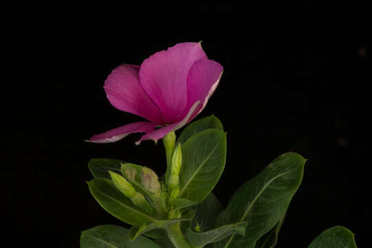 Image of Madagascar periwinkle