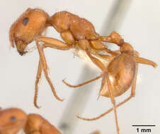 Image of California Harvester Ant