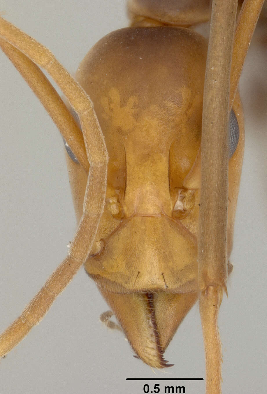 Image of Leptomyrmex wiburdi Wheeler 1915