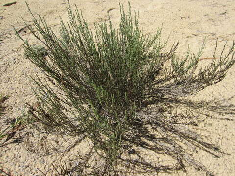 Imagem de Hudsonia tomentosa Nutt.