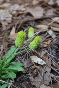 Image of candyroot