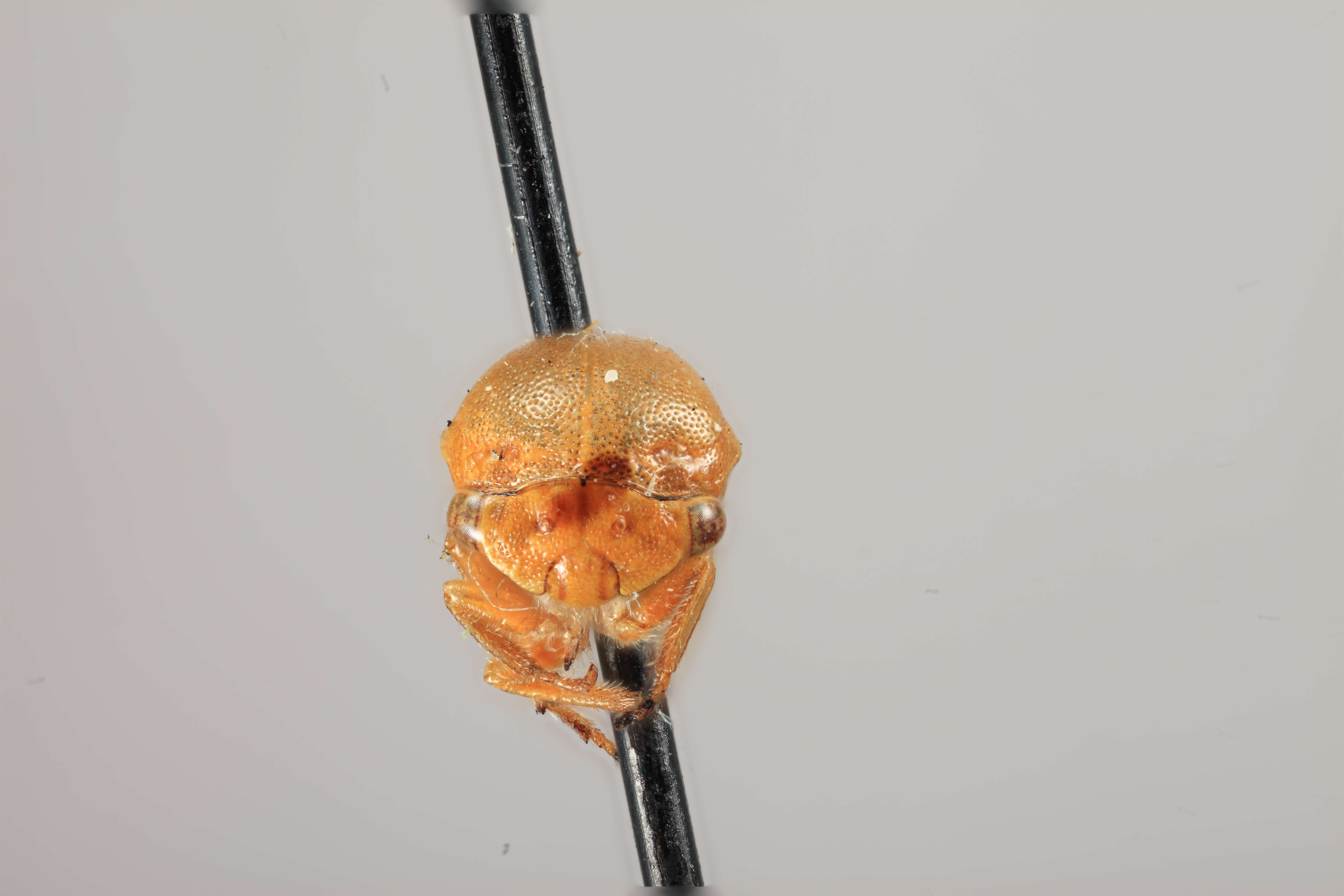 Image of Anisostylus stylatus Caldwell