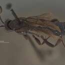 Image of Barichneumon Thomson 1893