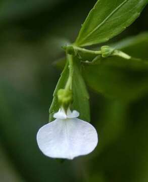 Hybanthus domingensis Urb. & Ekman resmi