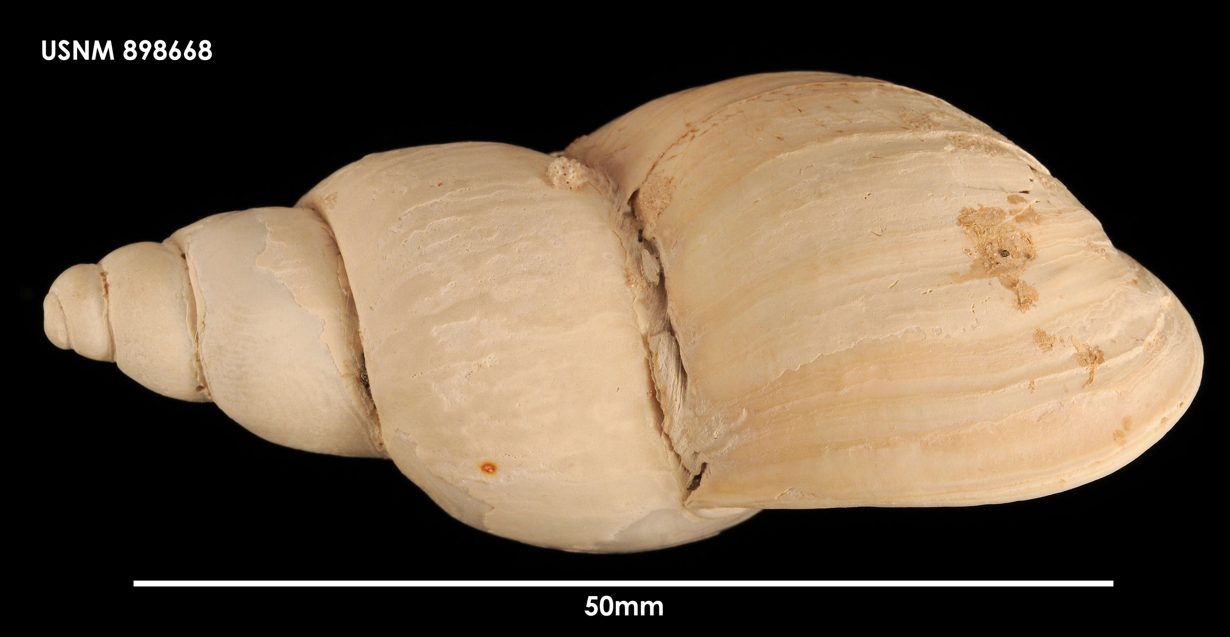 Image of Neobuccinum E. A. Smith 1879