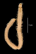 Plancia ëd Neanthes abyssorum Hartman 1967