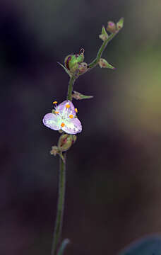 Image of Blousel Blommetjie