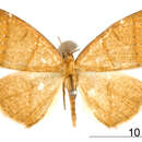 Image of Mimosema venipunctata Dognin 1911