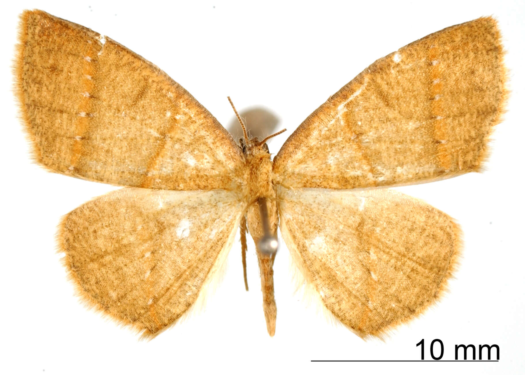 Image of Mimosema venipunctata Dognin 1911