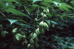 Imagem de Staphylea trifolia L.