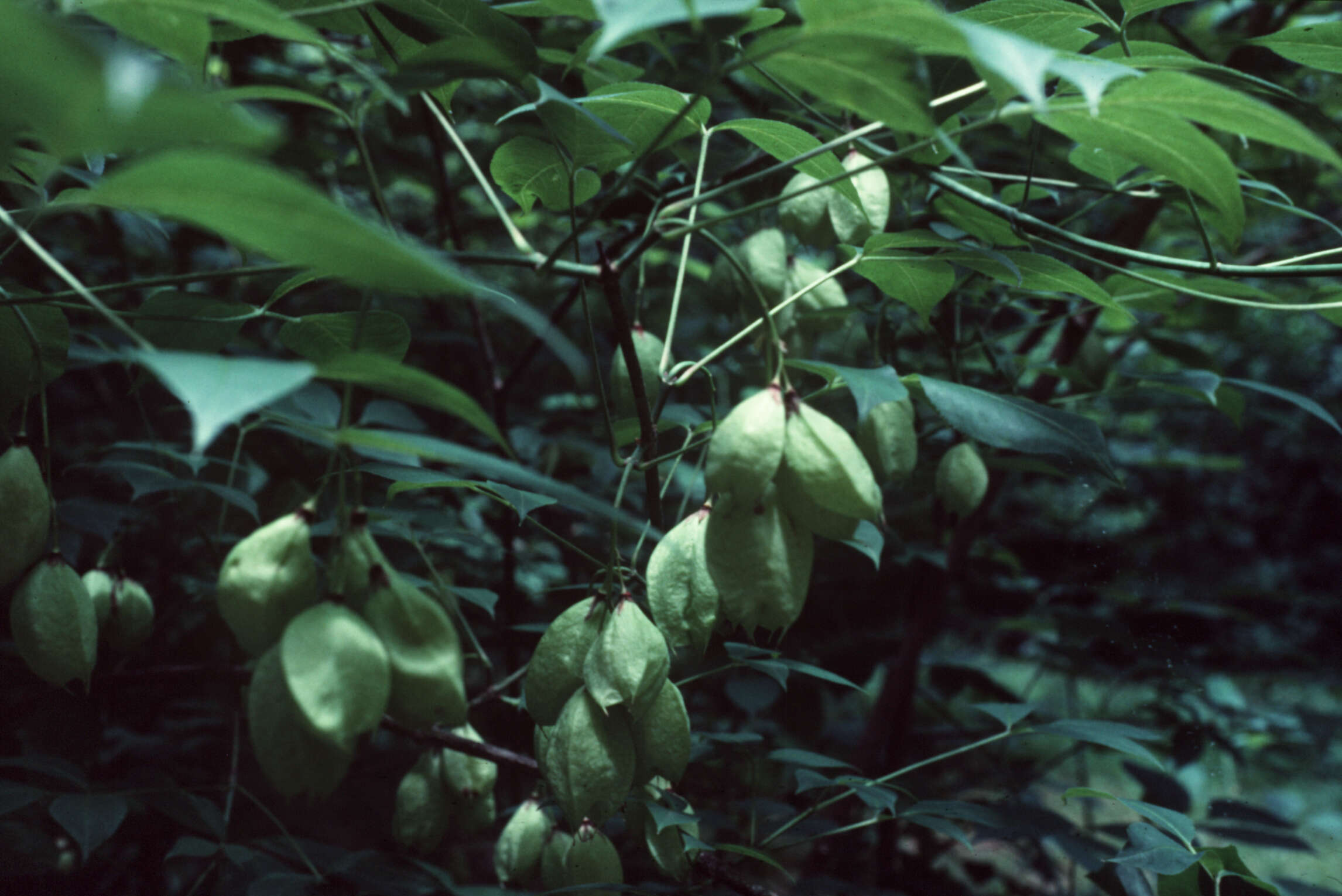 Imagem de Staphylea trifolia L.