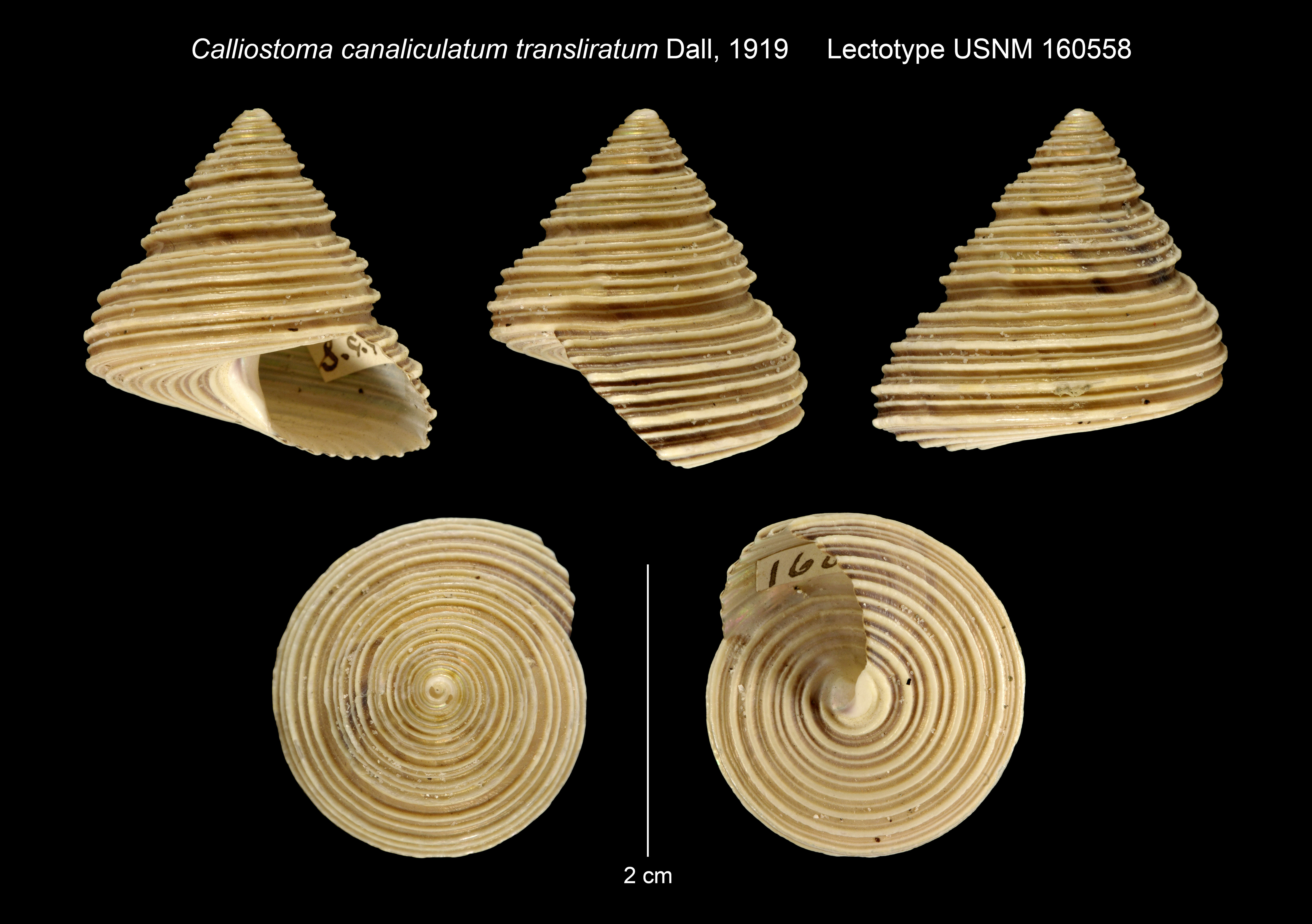 Image of Calliostoma canaliculatum var. transliratum Dall 1919