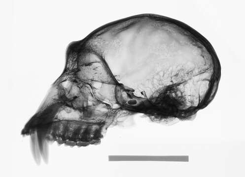 Hylobates lar entelloides I. Geoffroy Saint-Hilaire 1842 resmi