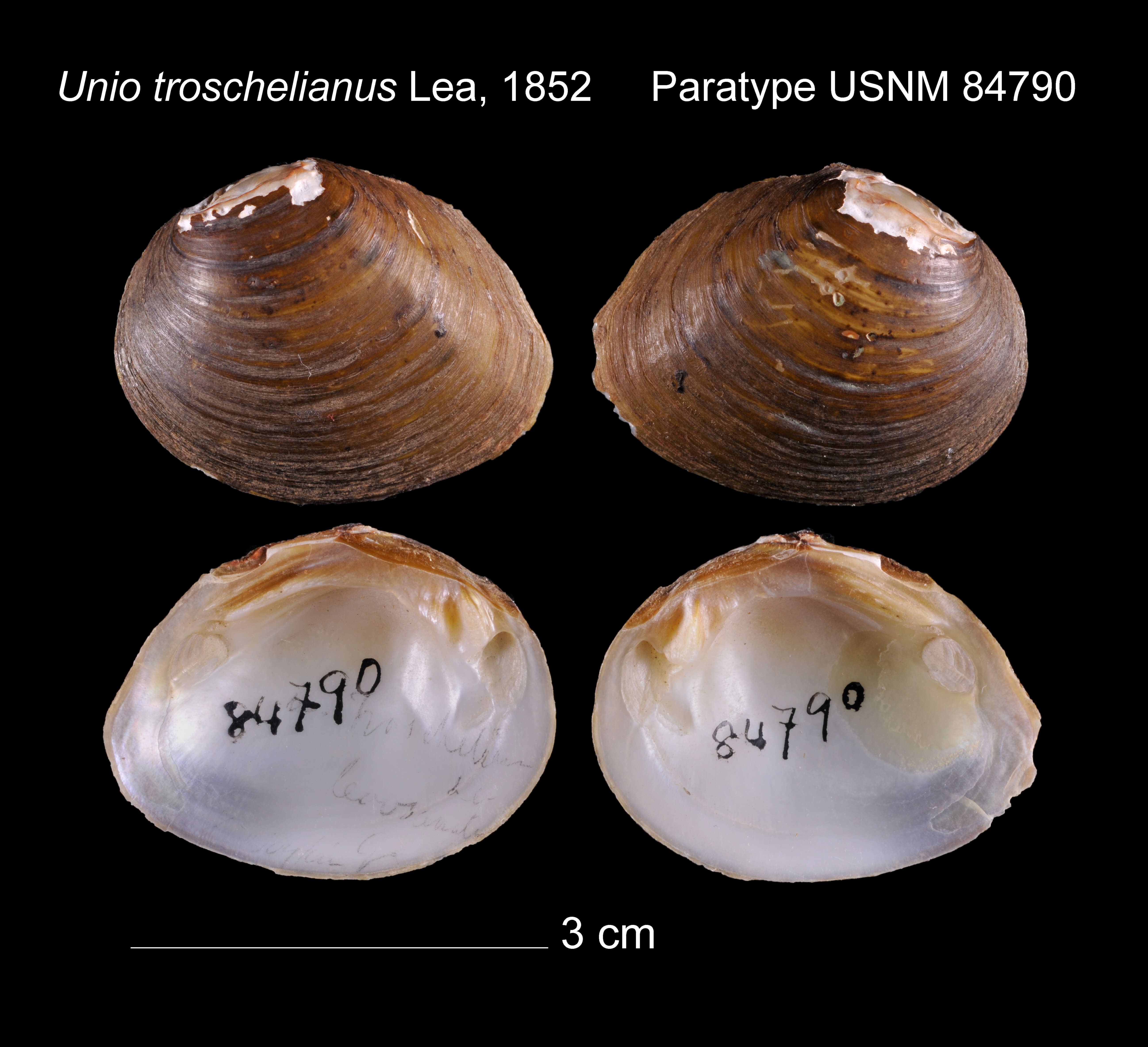 Image of Unio troschelianus I. Lea 1852