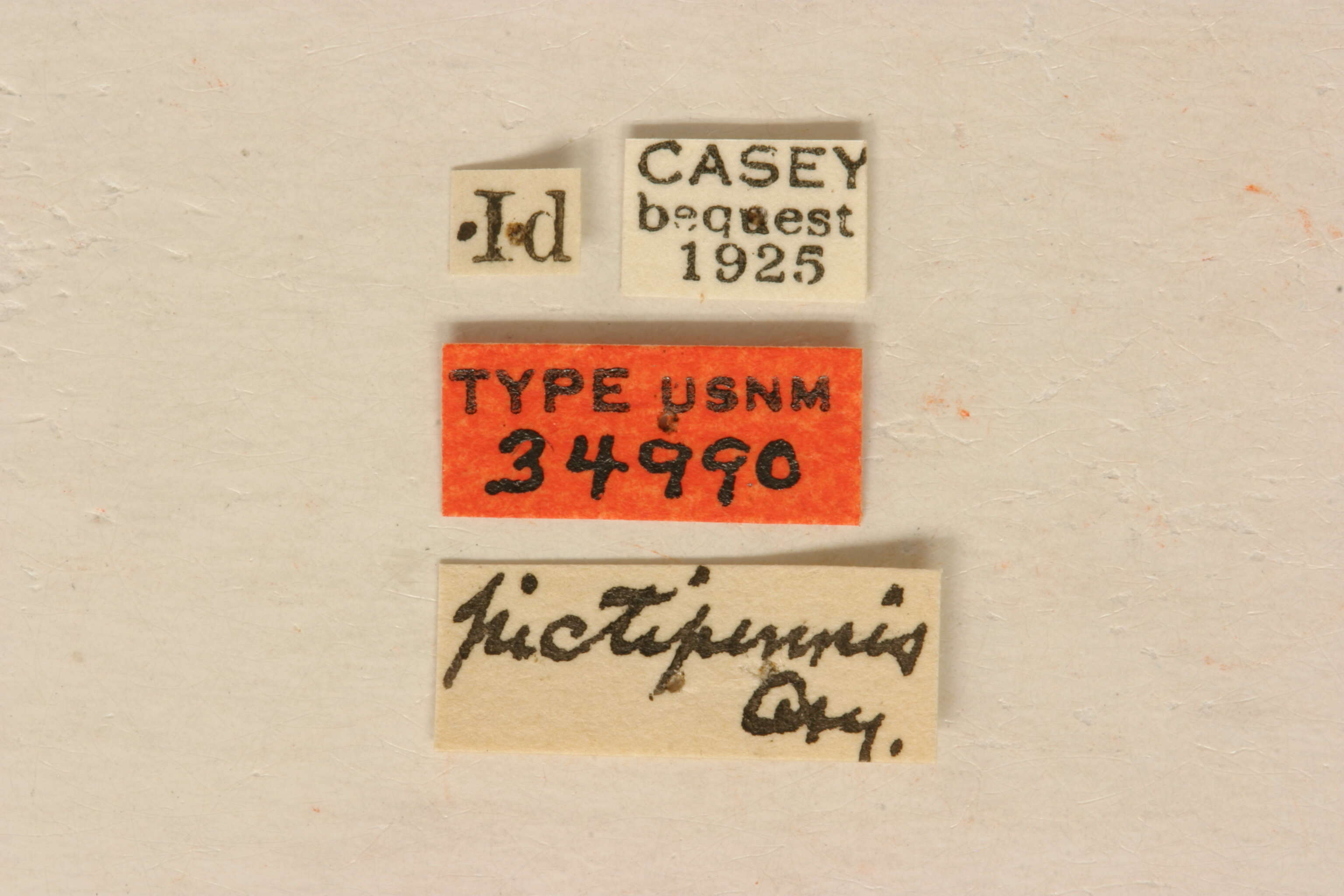 Image of Xestoleptura pictipennis Casey 1924