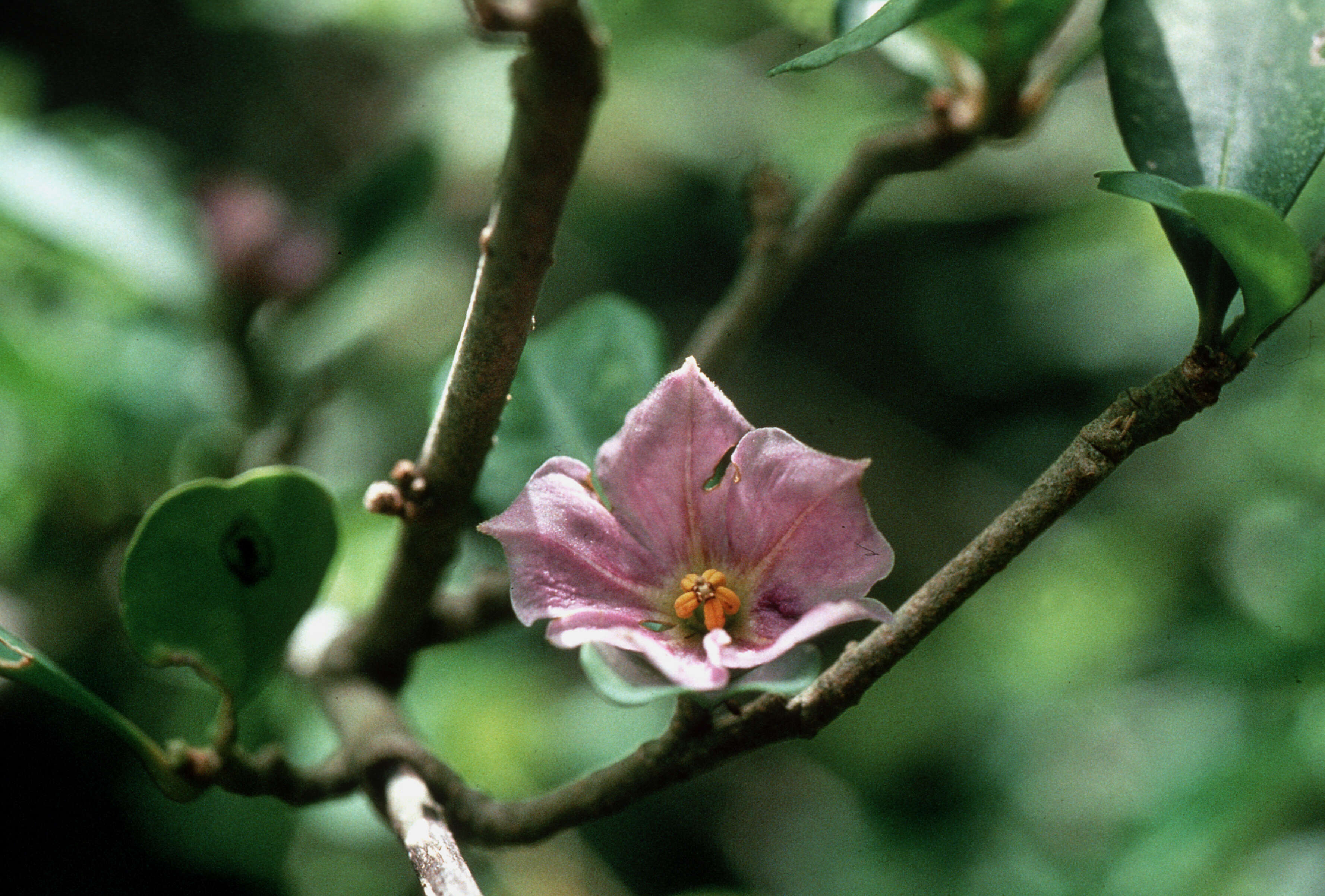 Image of marron bacoba