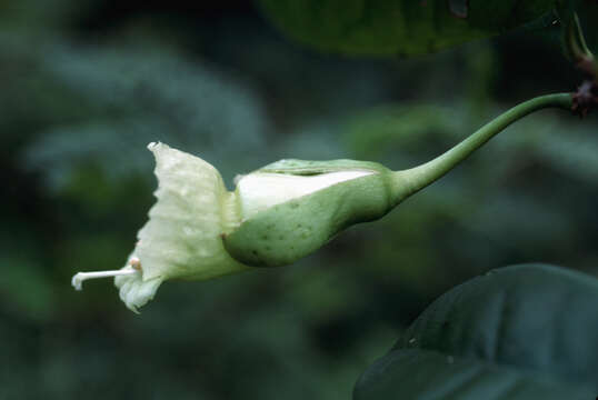 صورة Amphitecna latifolia (Mill.) A. H. Gentry