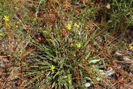 Image de <i>Pityopsis <i>graminifolia</i></i> var. graminifolia