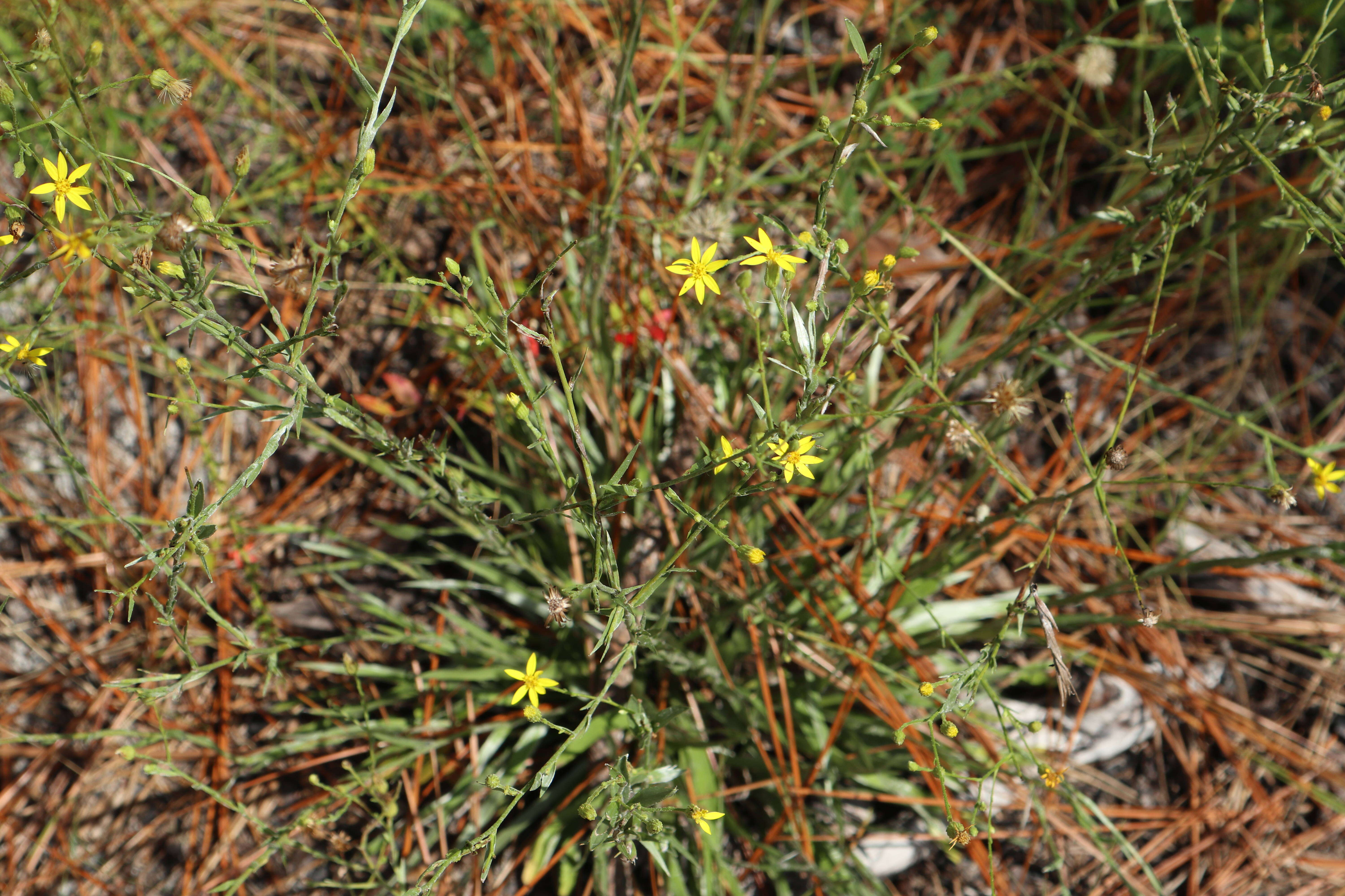 Image de <i>Pityopsis <i>graminifolia</i></i> var. graminifolia