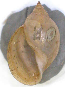 Image of Physa traskii Lea