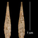 Imagem de Torrecoptis depressicostata C. de la Torre & Bartsch 1972