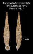 Imagem de Torrecoptis depressicostata C. de la Torre & Bartsch 1972