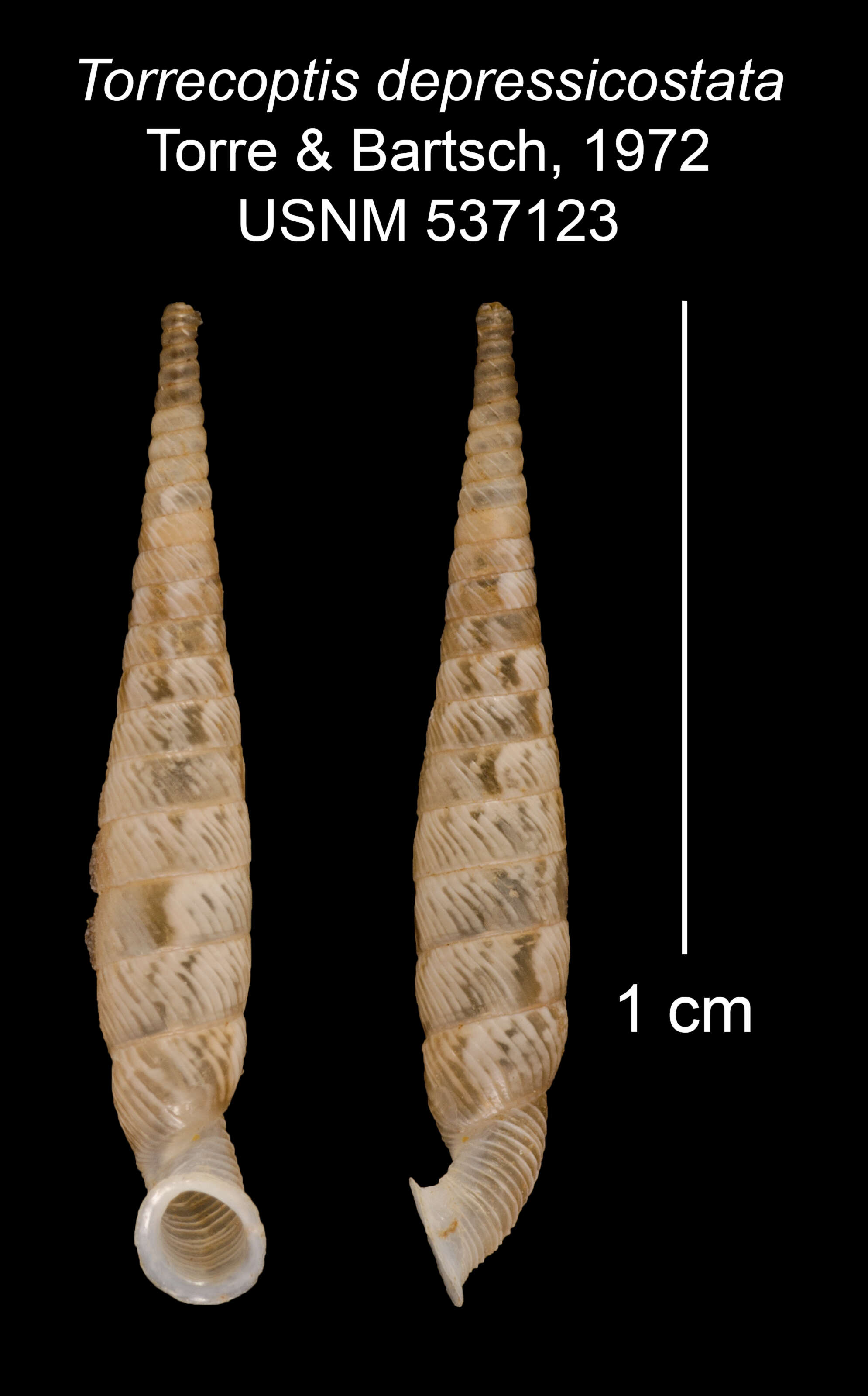 Imagem de Torrecoptis depressicostata C. de la Torre & Bartsch 1972