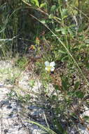 Imagem de Rhexia mariana var. exalbida Michx.