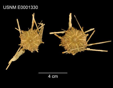 Image of Stylocidaris effluens Mortensen 1927