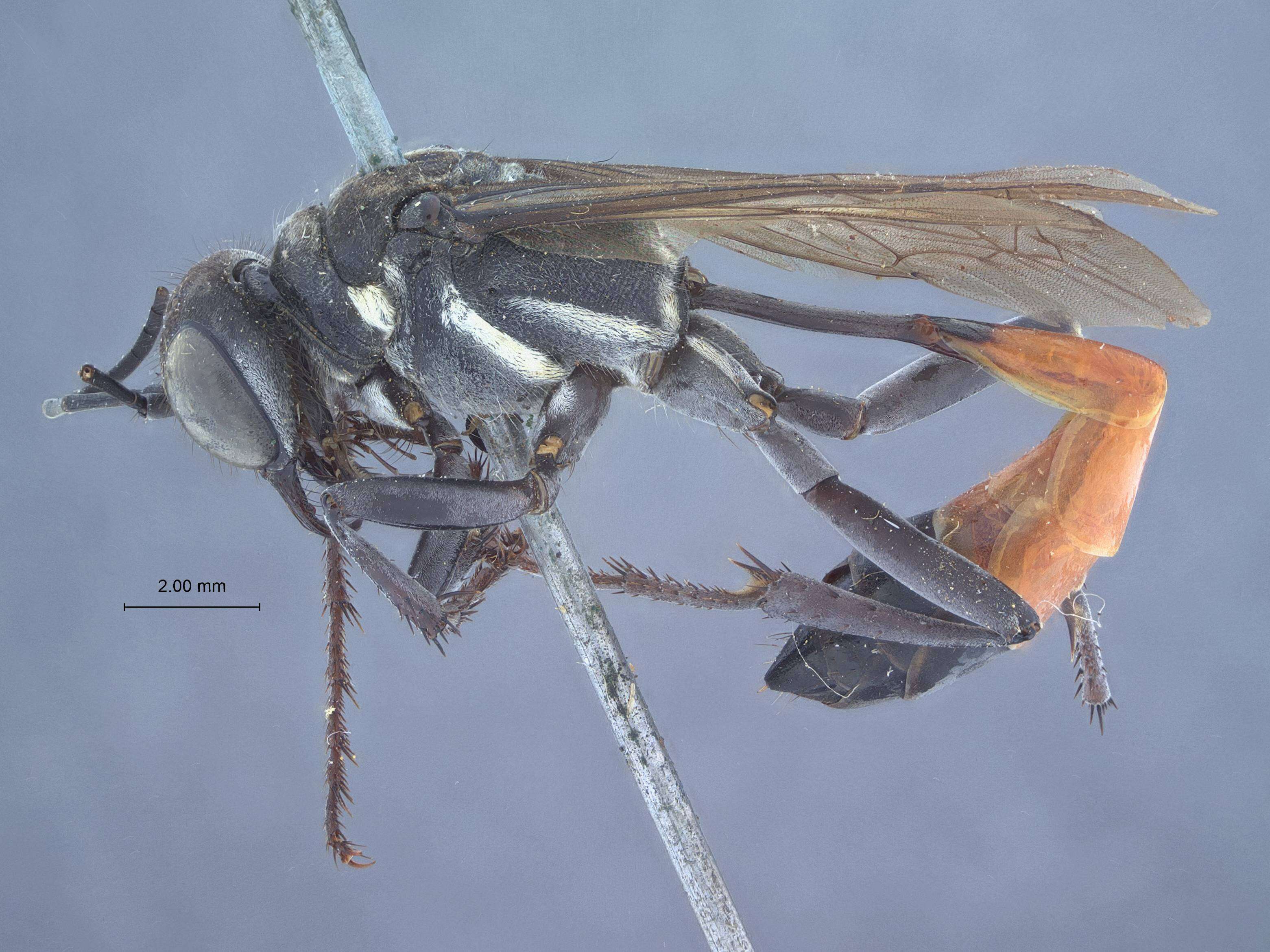 Image of Ammophila peckhami (Fernald 1934)