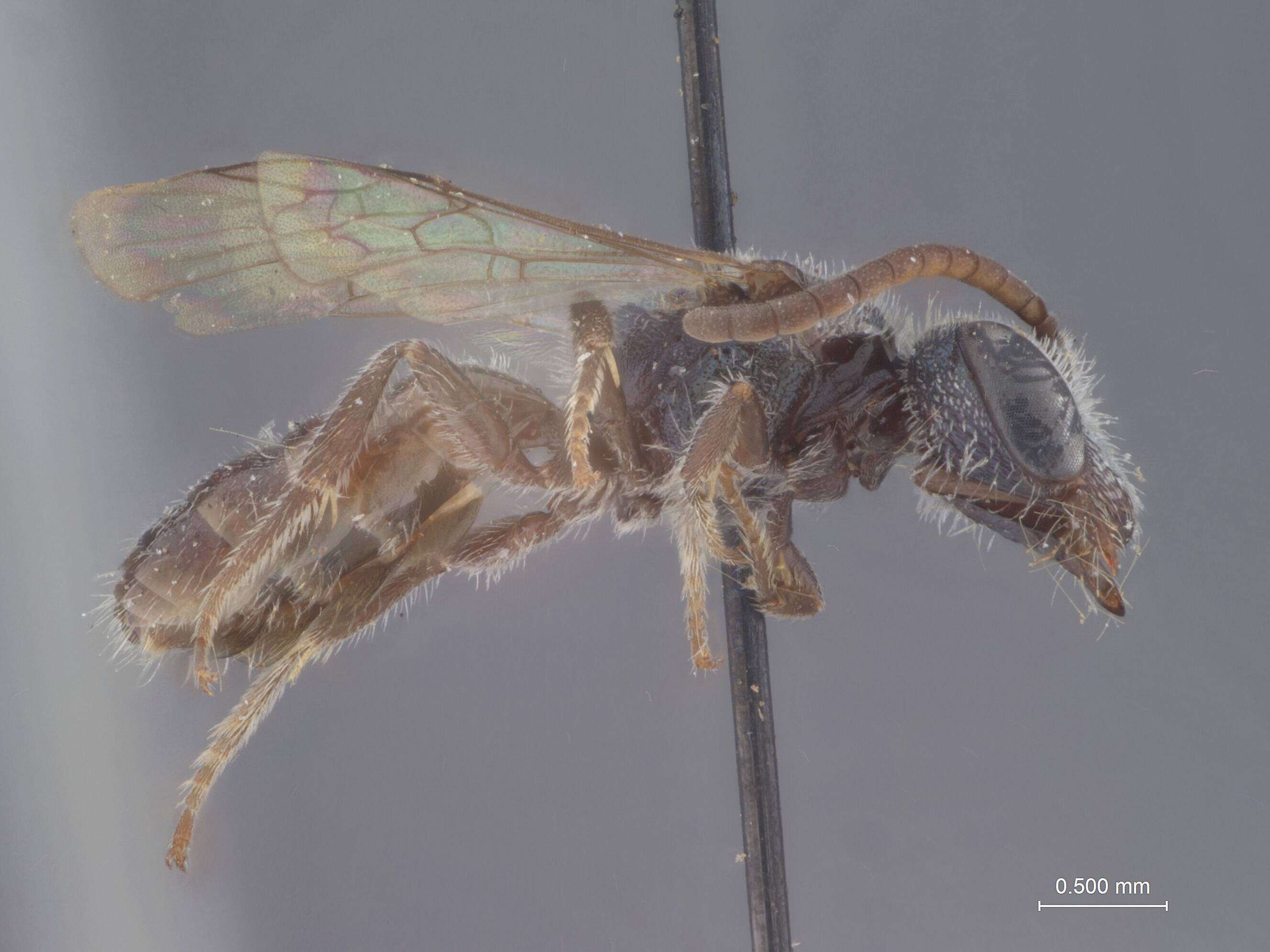 Image of Halictus