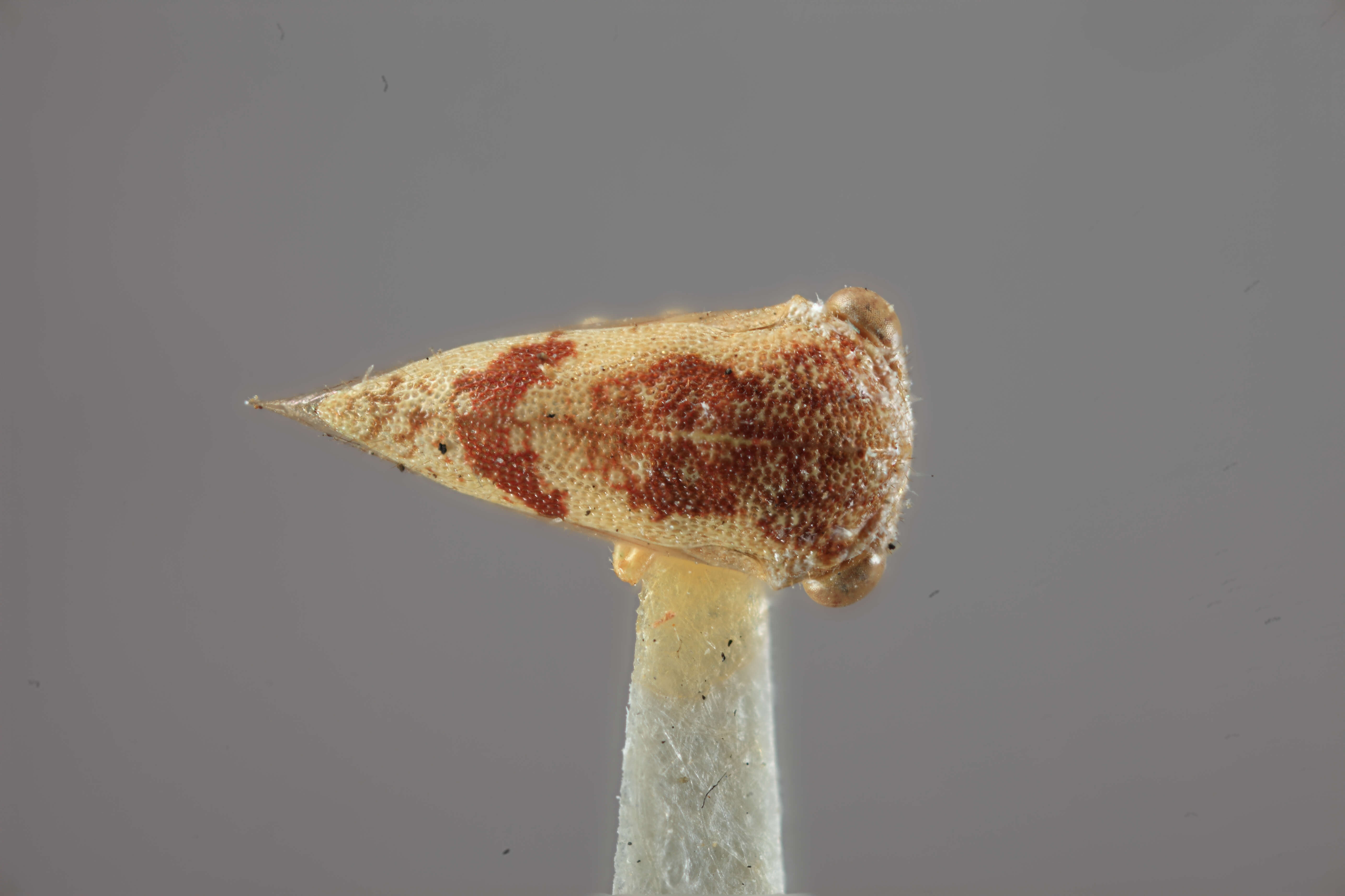 Image of Idioderma picta Osborn