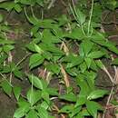 Image of Woodland Peperomia