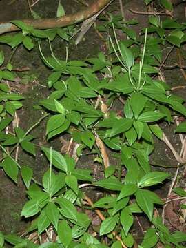 Image of Woodland Peperomia