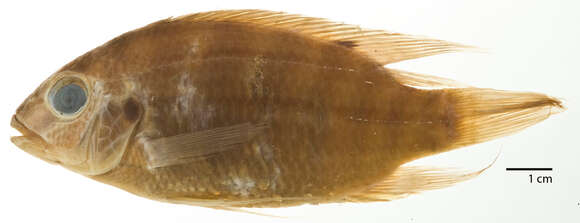 Image of Tilapia brevimanus Boulenger 1911