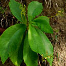 صورة Rhytidophyllum caribaeum Urb.