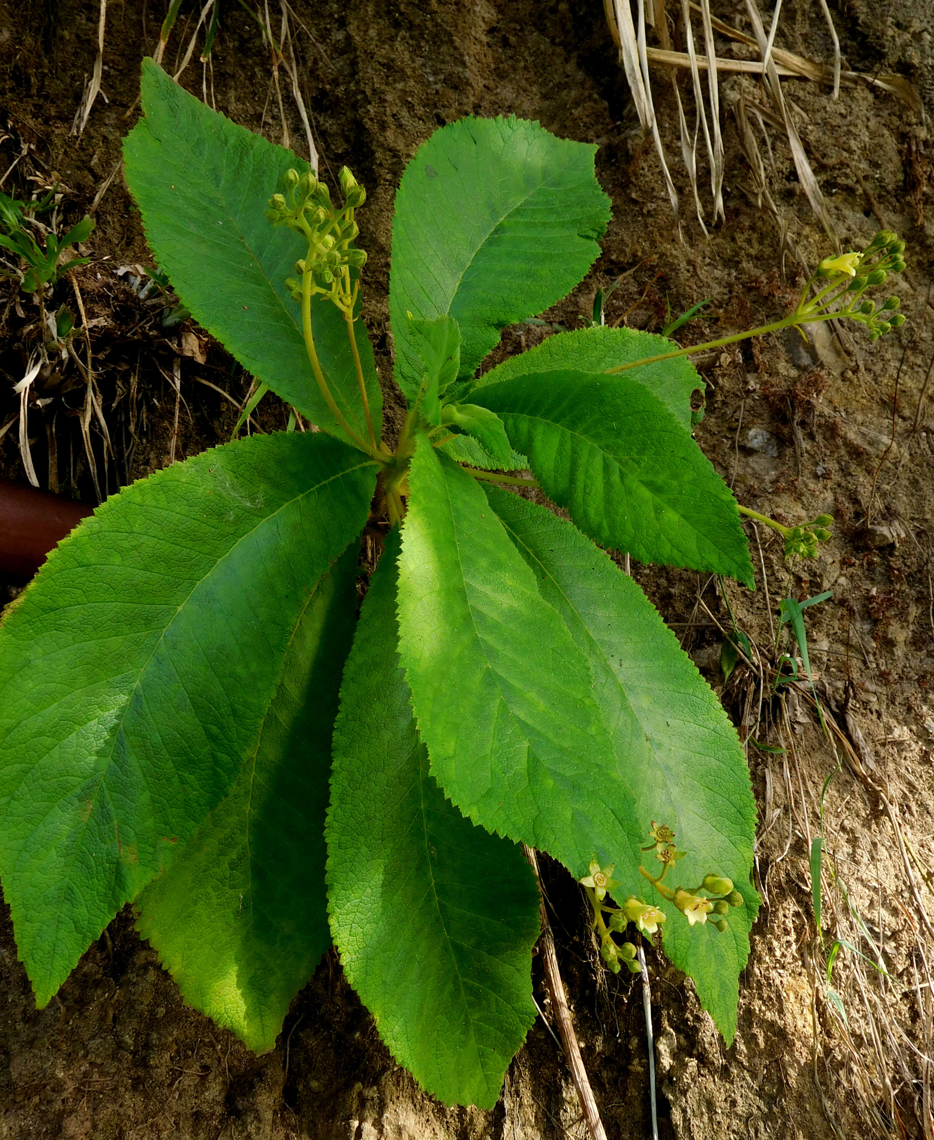 Image of Rhytidophyllum caribaeum Urb.