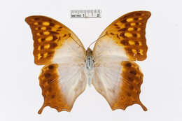 Charaxes varanes Cramer 1764的圖片