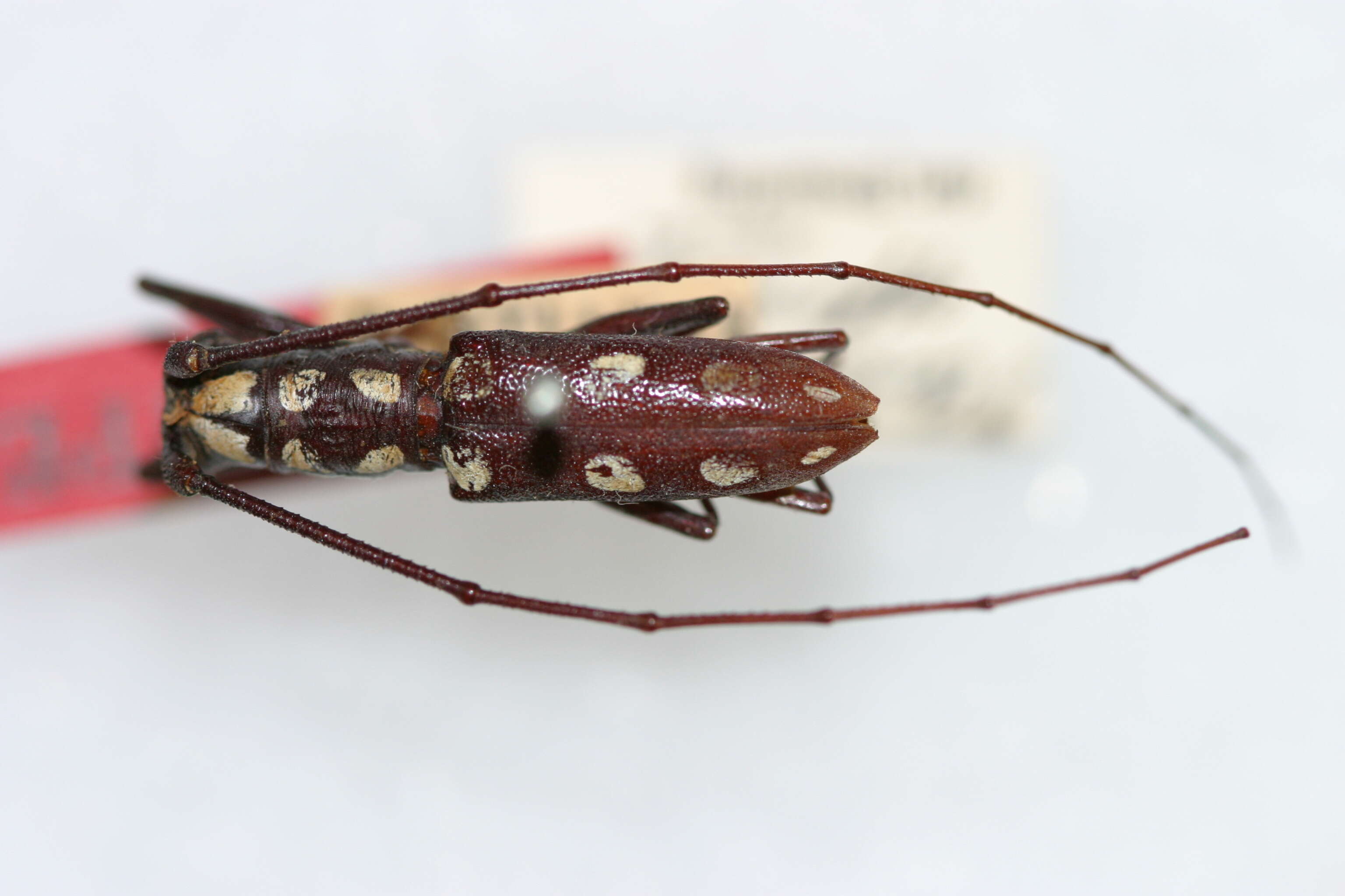 Image of Olenecamptus affinis Breuning 1936