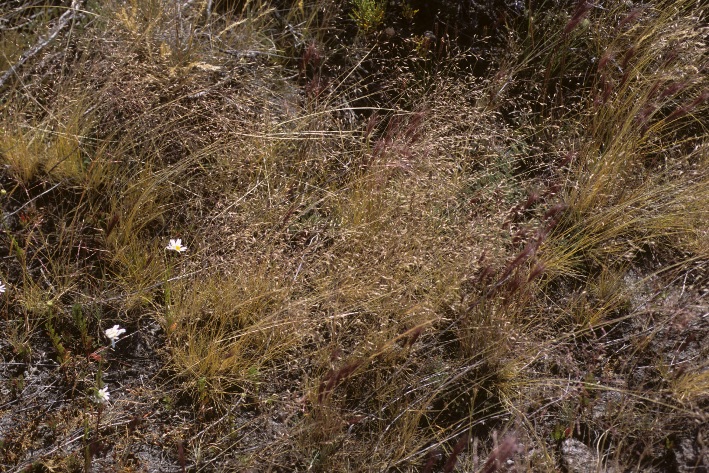Image of Antarctic hair grass