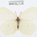 Image of Gonepteryx farinosa (Zeller 1847)