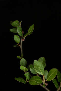 Image de Bursera schlechtendalii Engl.