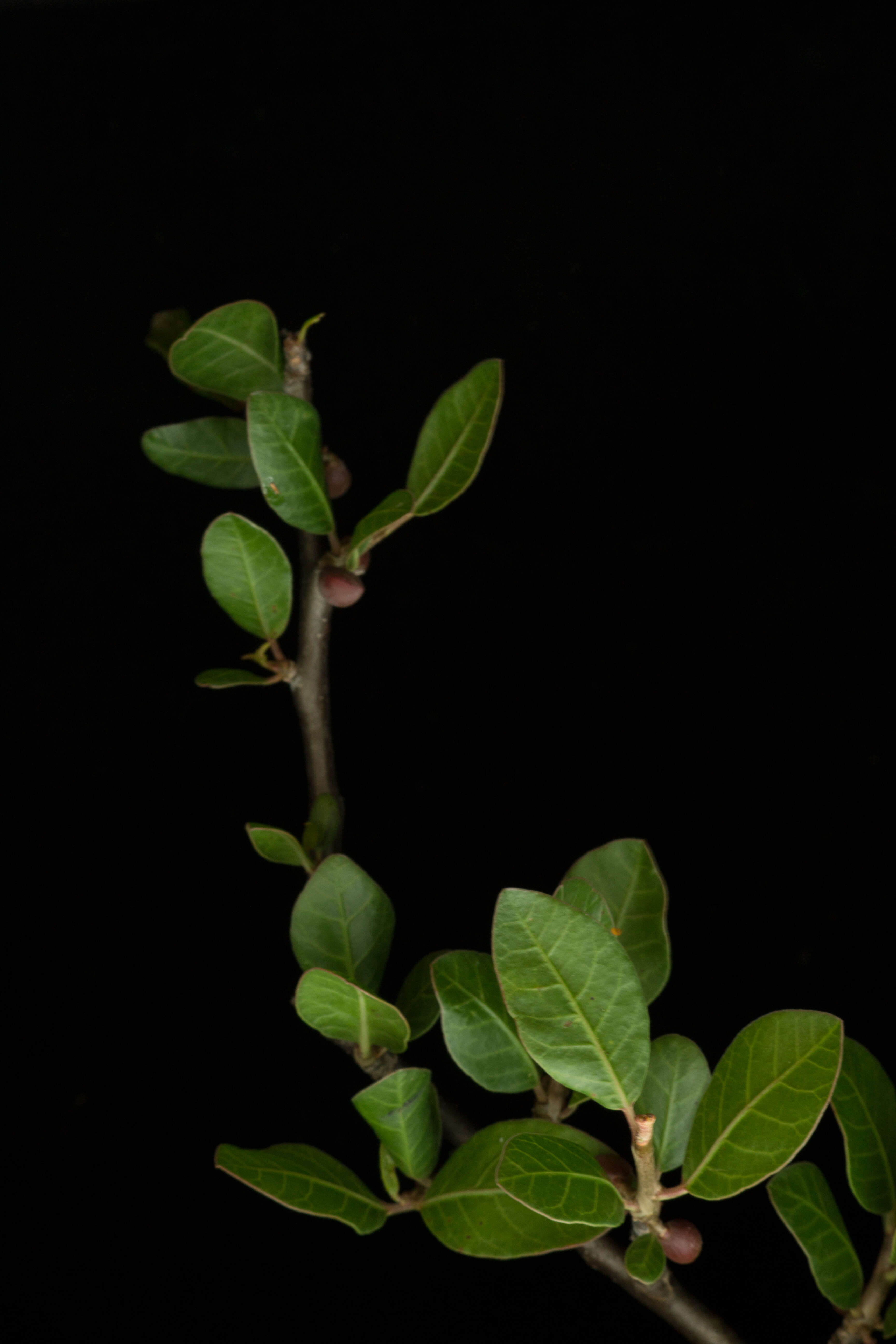 Image of Bursera schlechtendalii Engl.