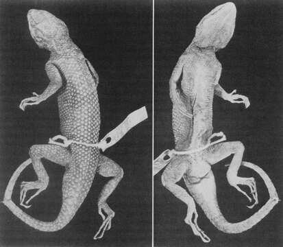 Image of Yarrow's Spiny Lizard